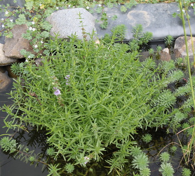 MENTHA CERVINA (englische Wasserminze)