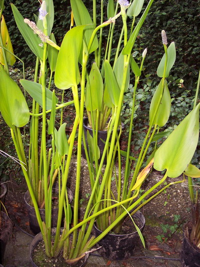 PONTEDERIA LANCEOLATA