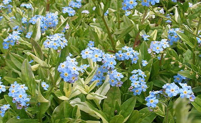 MYOSOTIS PALUSTRIS -Supfvergißmeinnicht