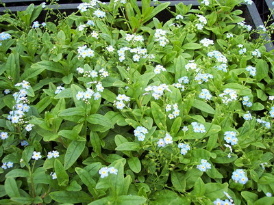 MYOSOTIS PALUSTRIS -Supfvergißmeinnicht