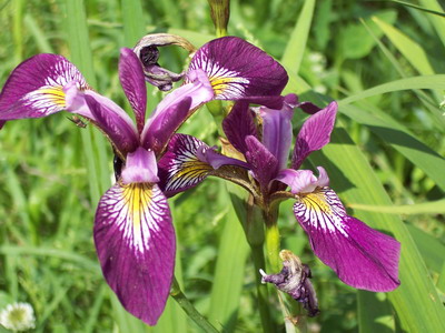 IRIS VERSICOLOR-blaue Wasserschwertlilie