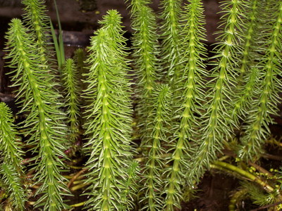 HIPPUS VULGARIS-Tannenwedel