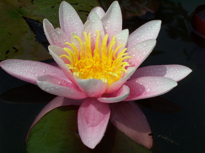 PINK SENSATION