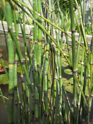 EQUISETUM JAPONICUM-Winterschachtelhalm